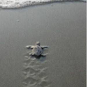 Meet your Posher, Edith